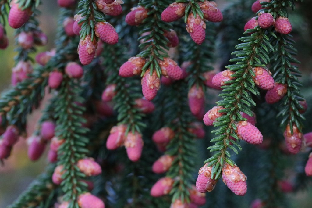 574B3025.JPG -  Caucasian spruce  ( Kaukasus-Fichte )