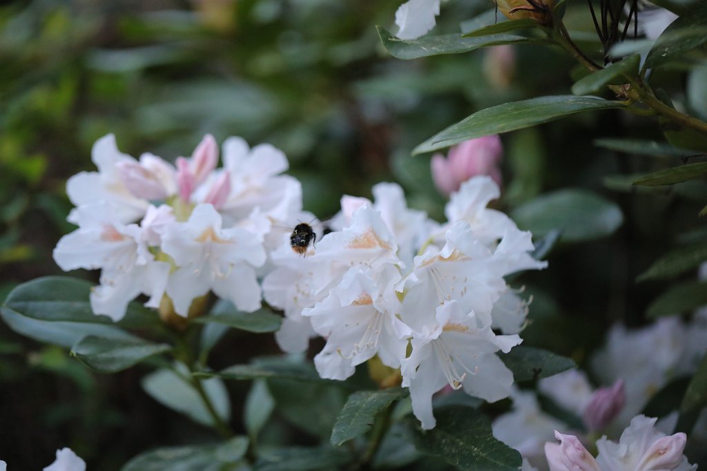 574B3033.JPG -  Rhododendron 