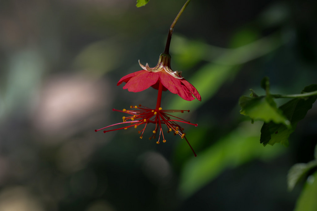 574B3066_c.jpg -  Hibiscus  grandidieri ( Hibiskus )