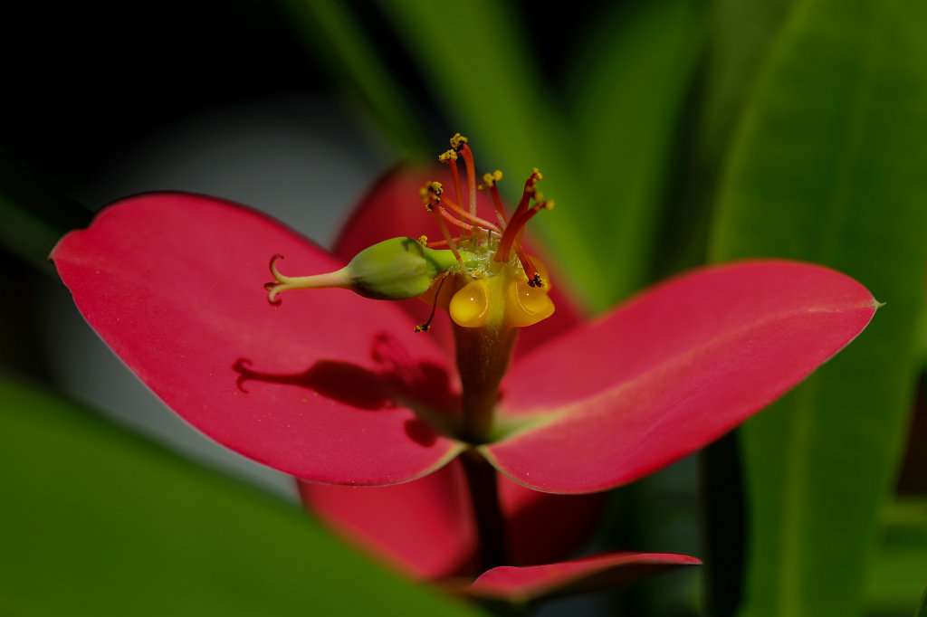 574B3077_c.jpg - Flower in the  Palmengarten   Frankfurt 