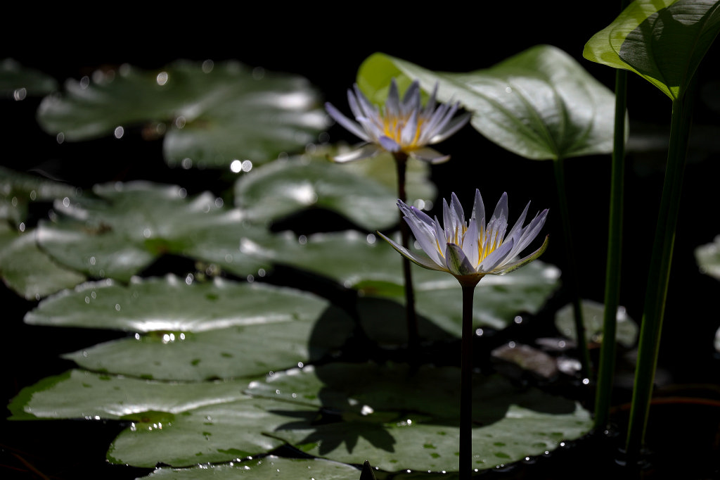574B3078_c.jpg -  Blue Egyptian water lily  ( Blauer Lotus )