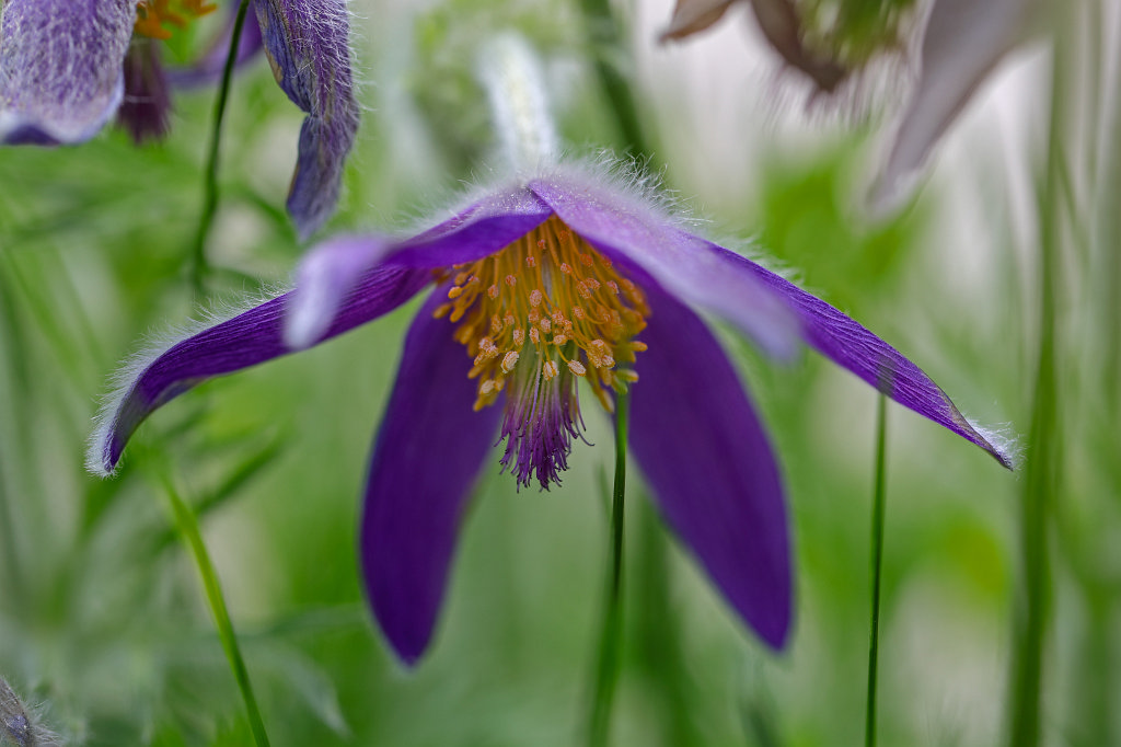 574B3099_c.jpg -  Pulsatilla vulgaris  ( Küchenschelle )