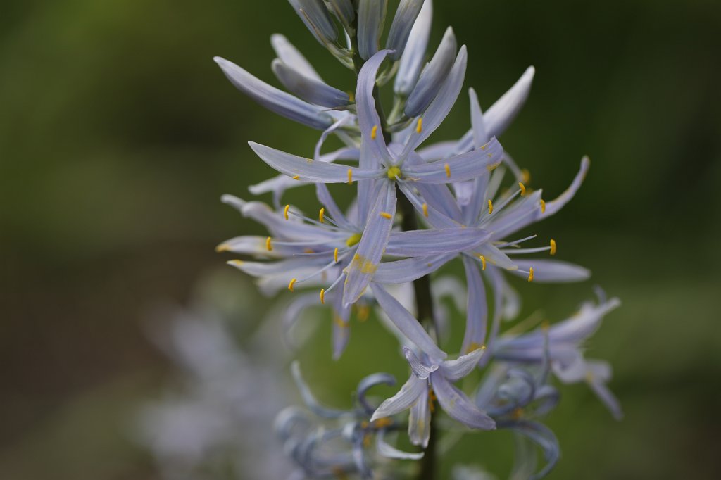574B3105.JPG - Flower in the  Palmengarten   Frankfurt 