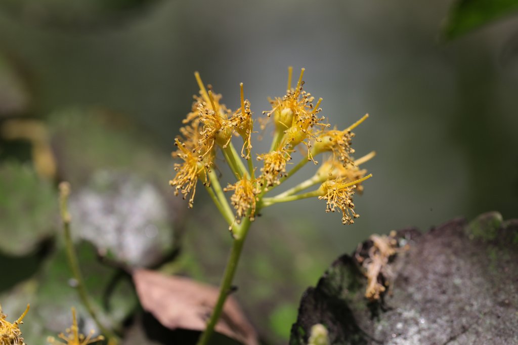 574B3116.JPG - Flower in the  Palmengarten   Frankfurt 