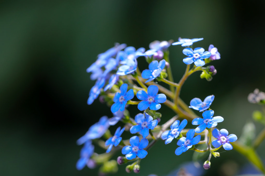 574B3131_c.jpg -  Myosotis  ( Vergissmeinnicht )