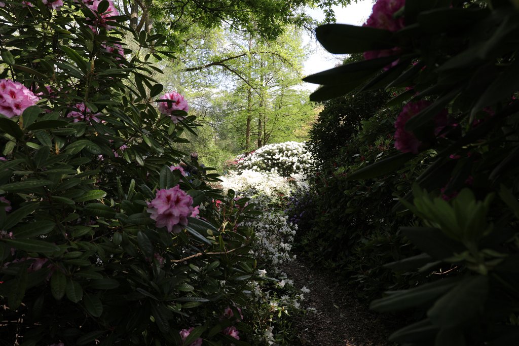 574B3150.JPG -  Rhododendron 