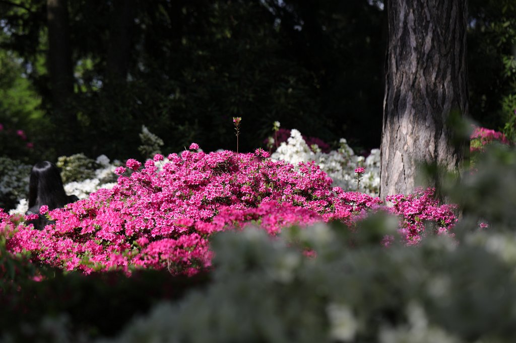 574B3162.JPG -  Rhododendron 