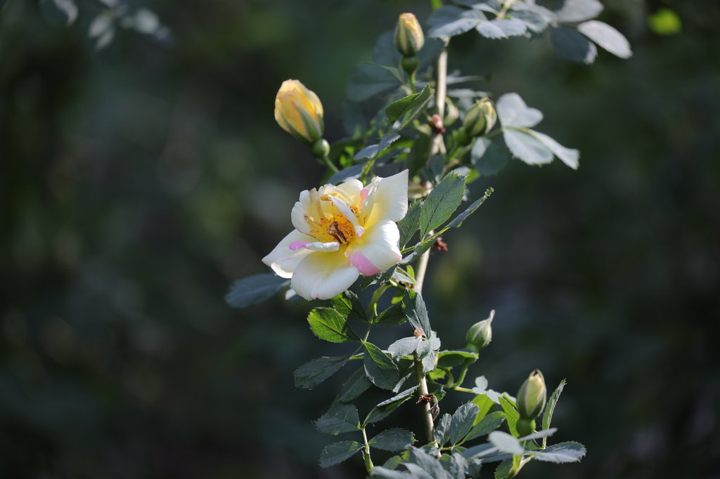 574B3178.JPG -  Rose 