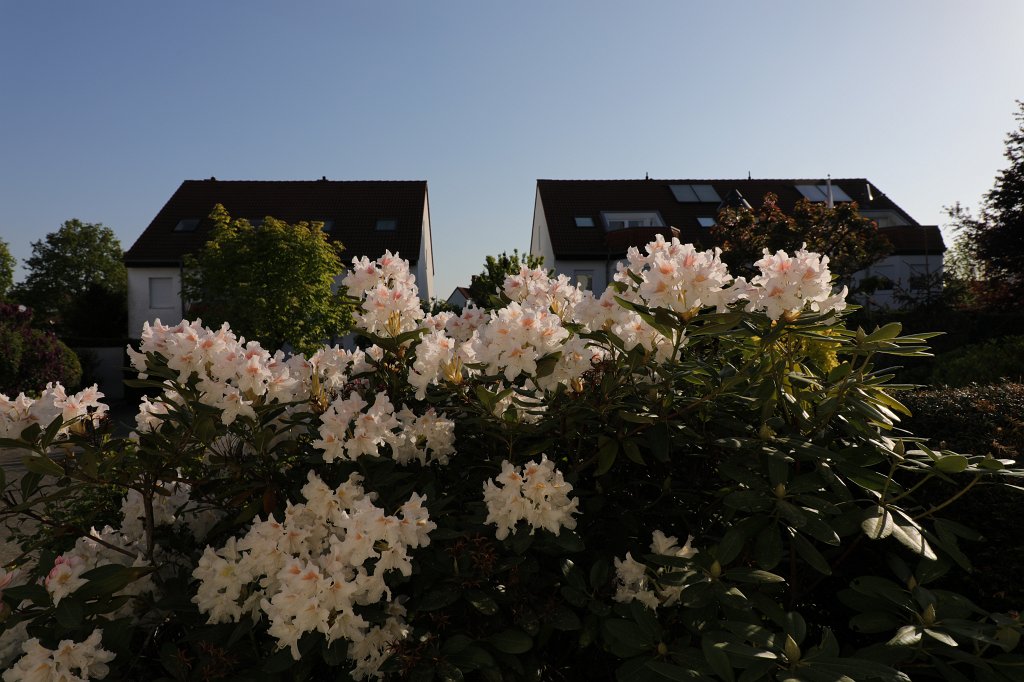 574B3216.JPG -  Rhododendron 