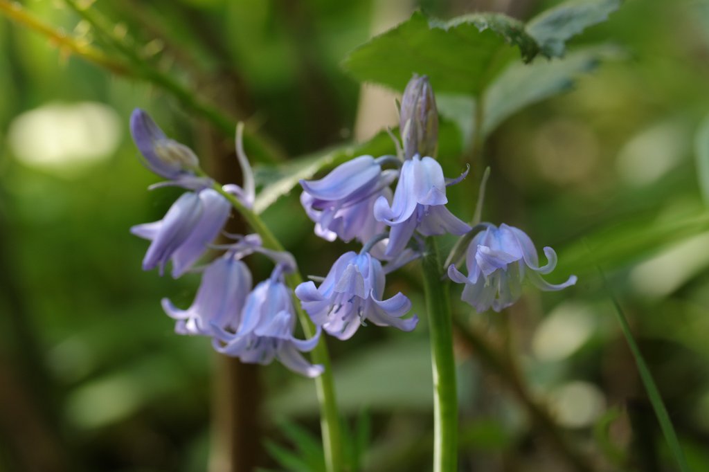 574B3226.JPG -  Siberian squill  ( Sibirischer Blaustern )