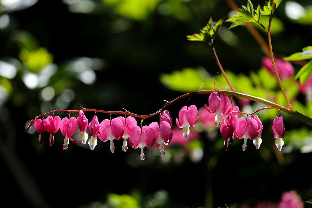 574B3237_c.jpg -  Bleeding heart  ( Tränendes Herz )