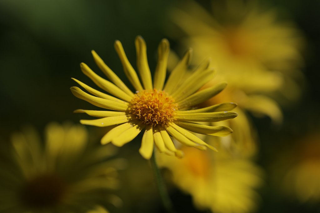 574B3244.JPG -  Doronicum  ( Gämswurz )