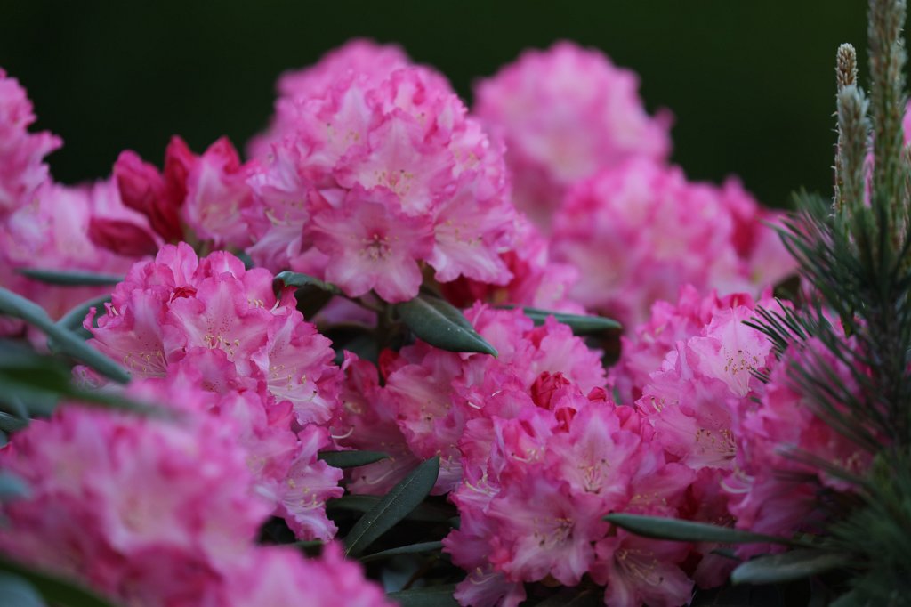 574B3381.JPG -  Rhododendron 