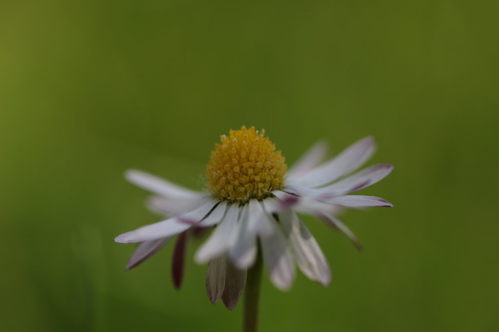 574B3401.JPG -  Daisy  ( Gänseblümchen )