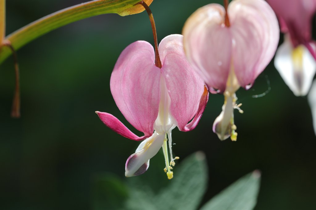 574B3412.JPG -  Bleeding heart  ( Tränendes Herz )