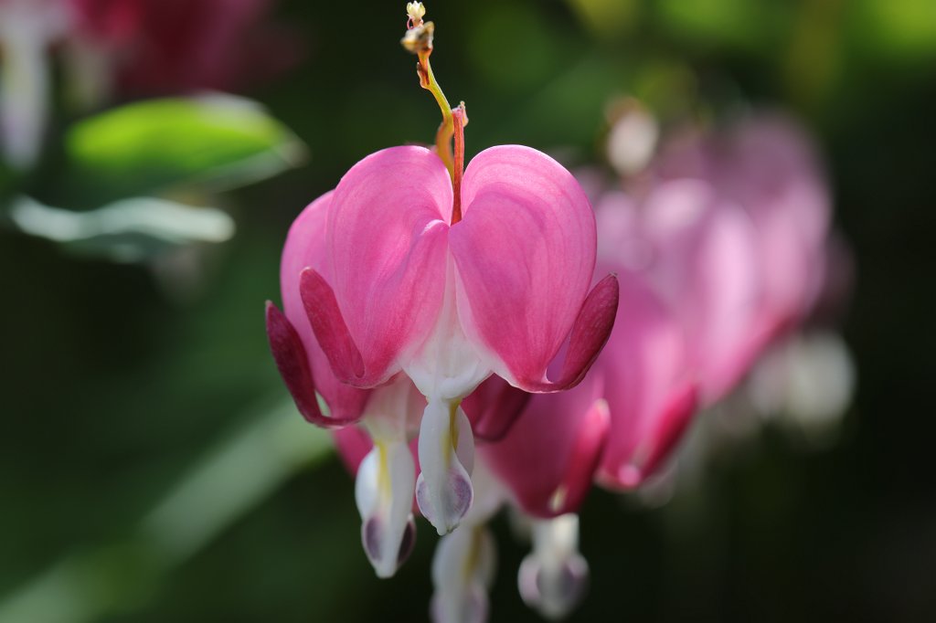 574B3413.JPG -  Bleeding heart  ( Tränendes Herz )