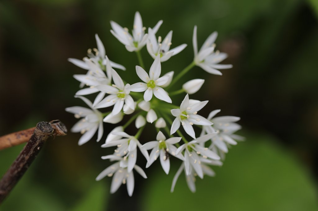574B3908.JPG -  Allium ursinum  ( Bärlauch )