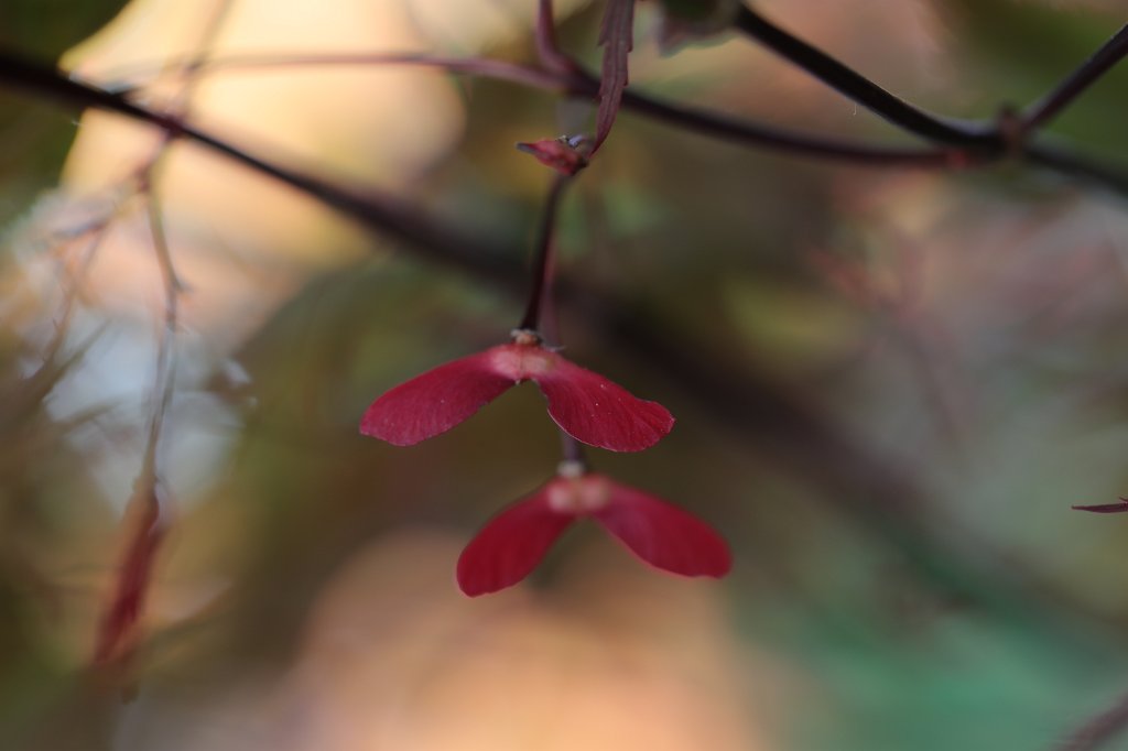 574B3910.JPG -  Samaras  of a red  japanese maple  ( Samaras  eines roten  Fächerahorn )
