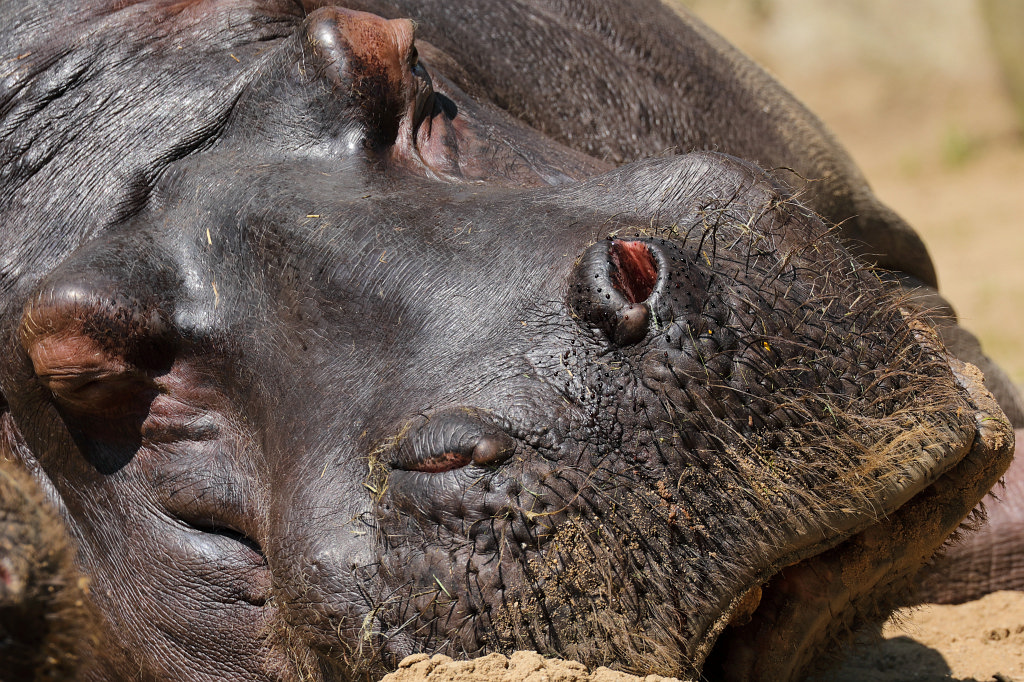 574B3960_c.jpg -  Hippopotamus  ( Flusspferd )