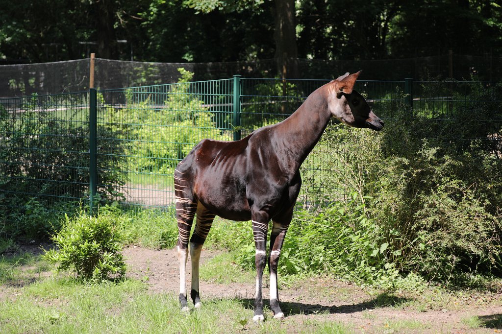 574B4055.JPG -  Okapi  ( Waldgiraffe )