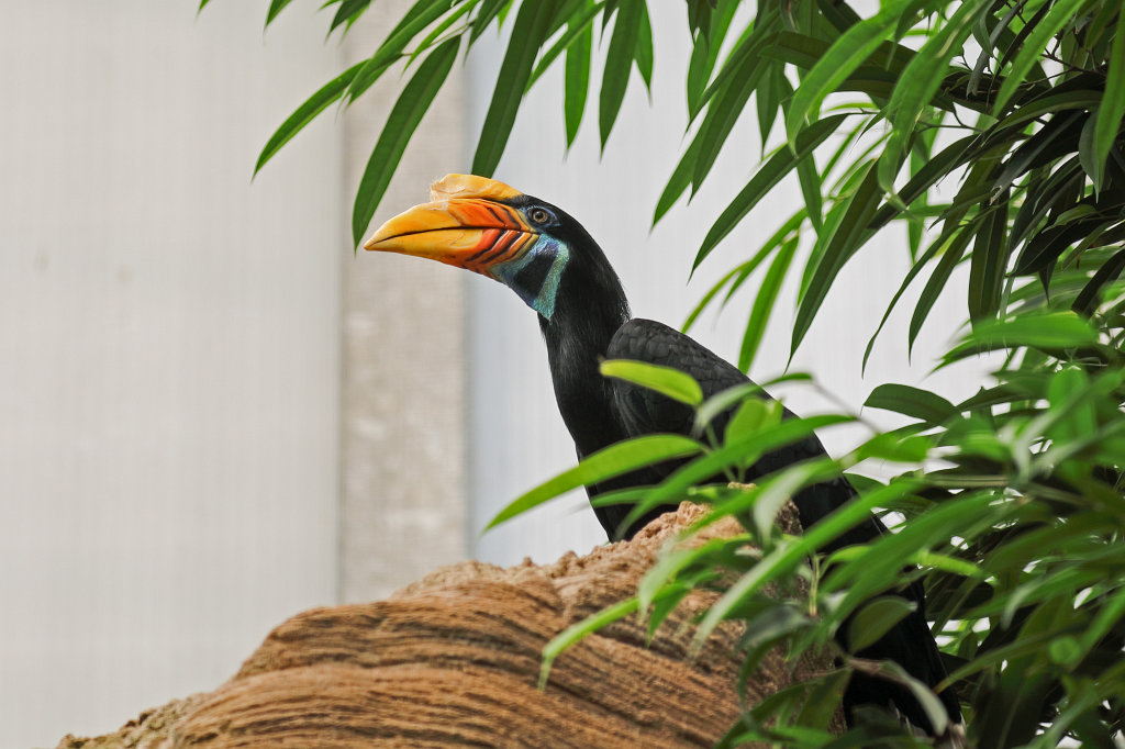 574B4137_c.jpg -  Knobbed hornbill , female ( Helmhornvogel  weiblich)