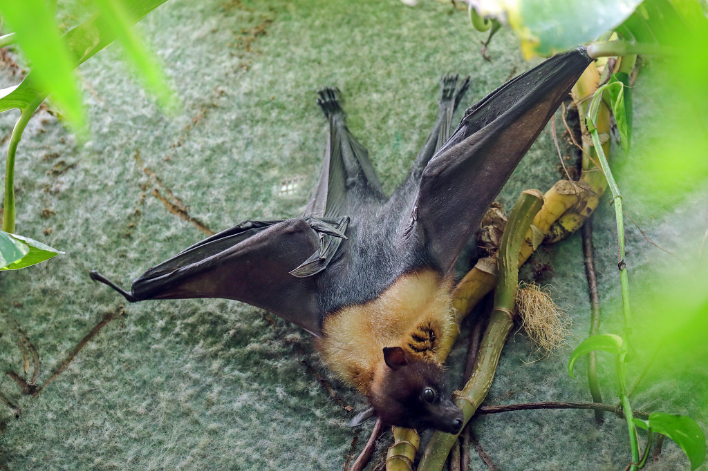 574B4154_c.jpg -  Rodrigues flying fox  ( Rodrigues-Flughund )