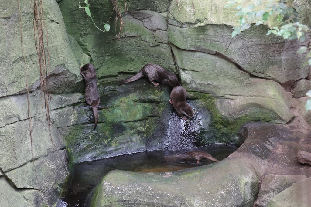 574B4177.JPG -  Asian small-clawed otter  ( Zwergotter )