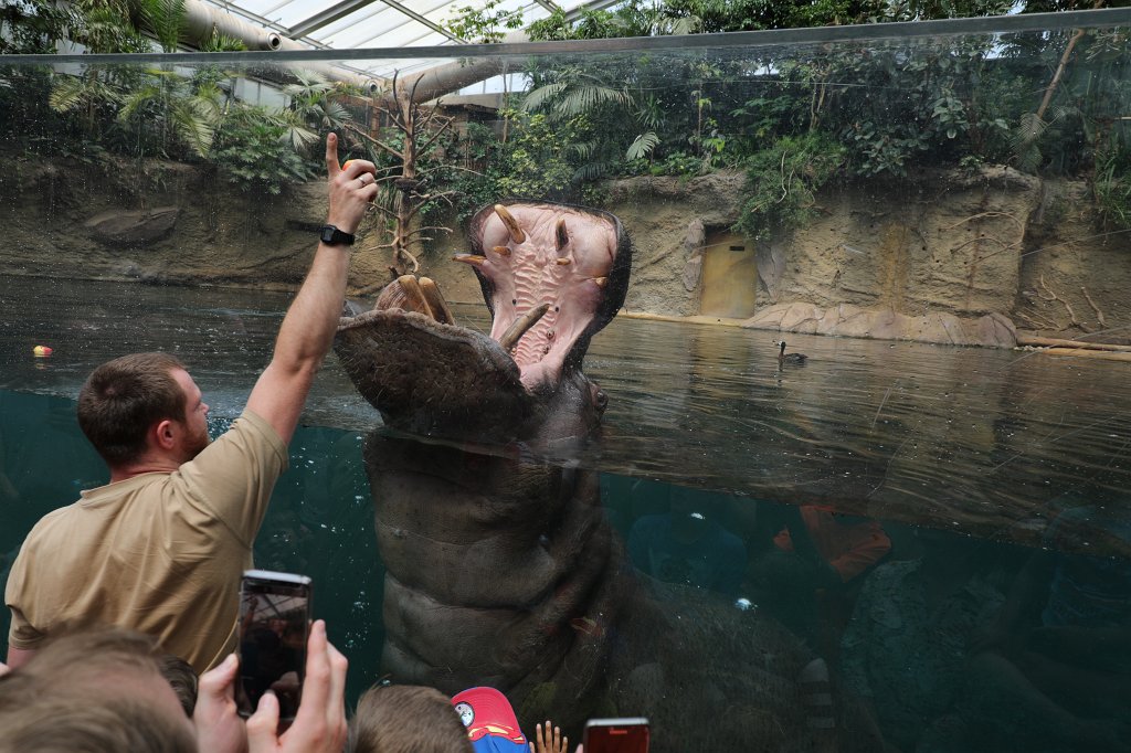 574B4255.JPG -  Hippopotamus  ( Flusspferd )