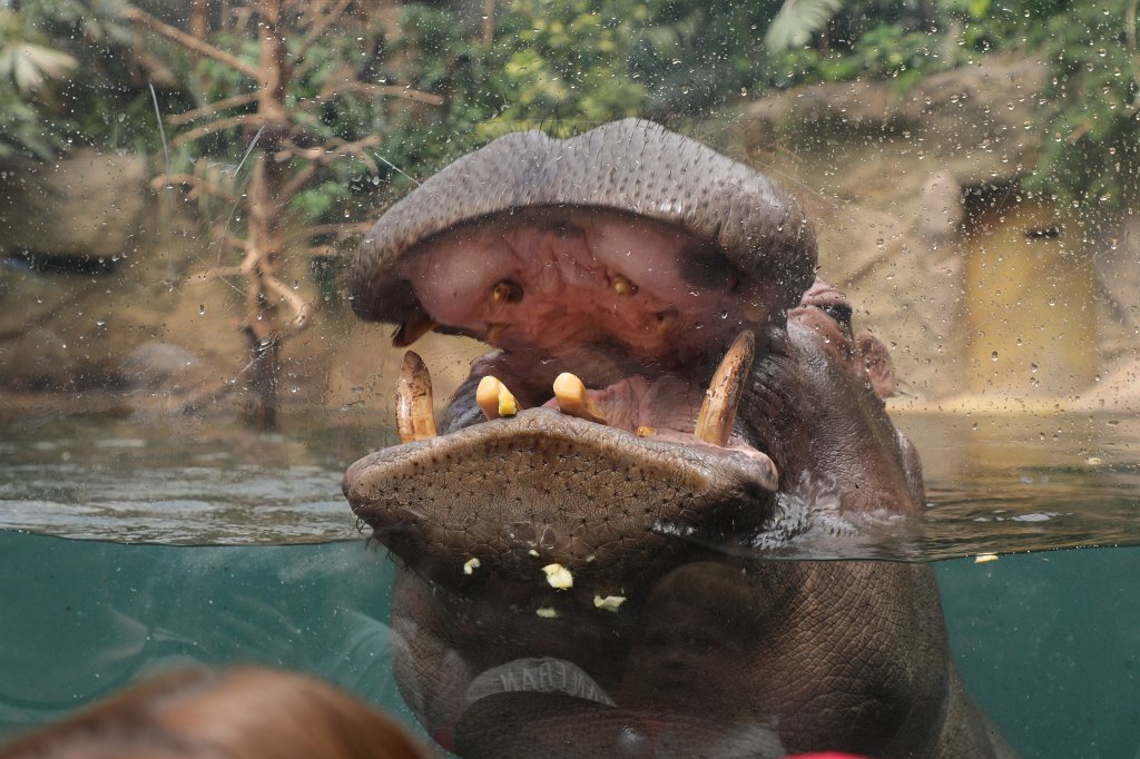 574B4288.JPG -  Hippopotamus  ( Flusspferd )