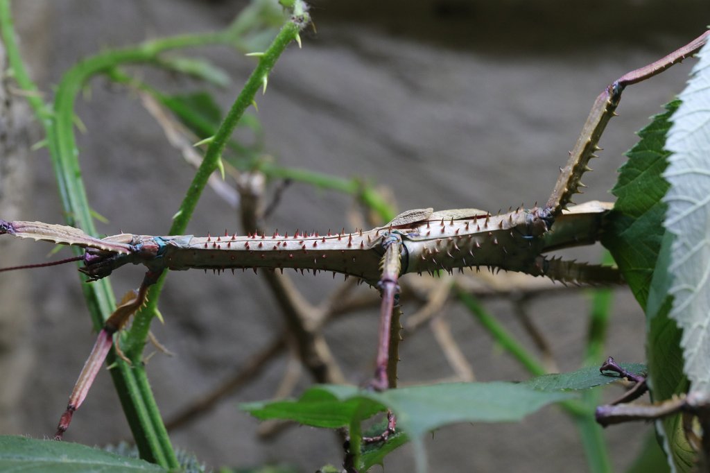 574B4332.JPG - Camouflage