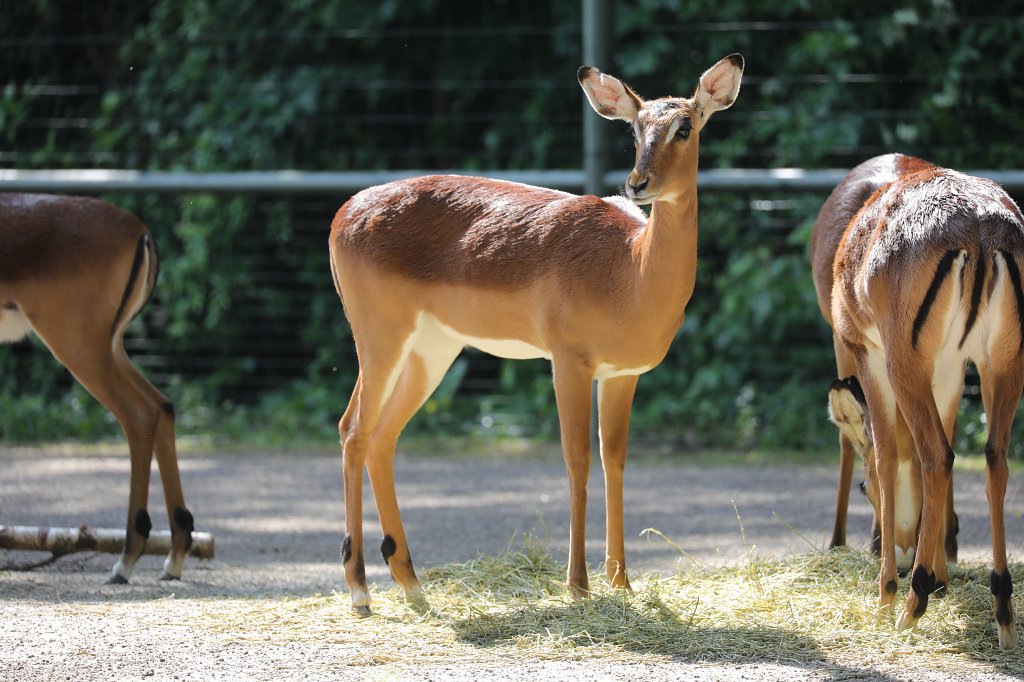 574B4408.JPG -  Impala 