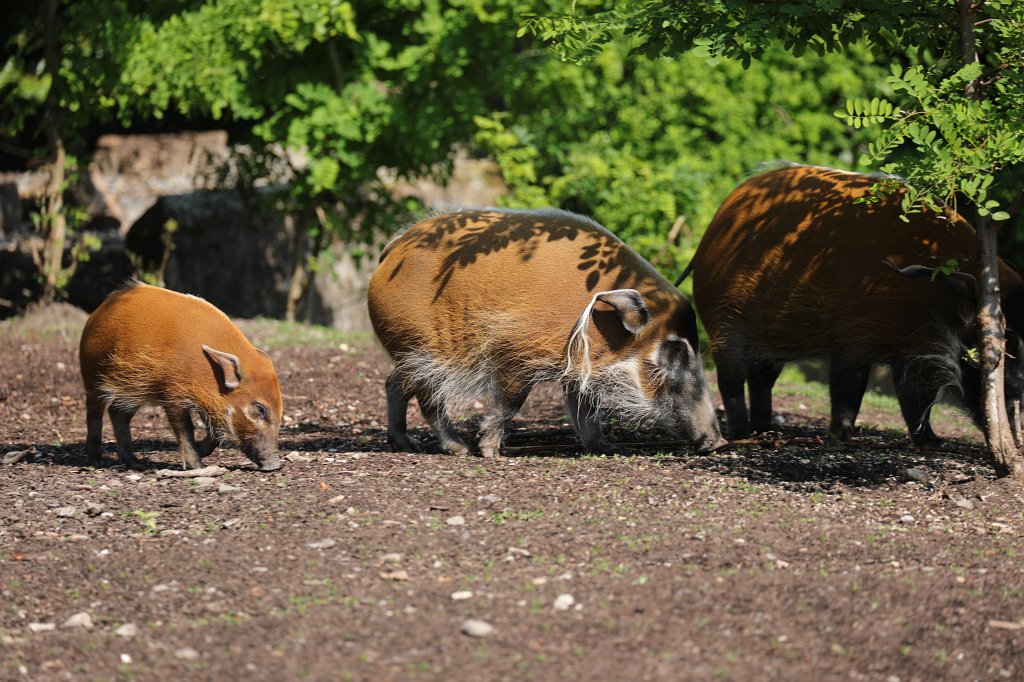 574B4426.JPG -  Red river hog  ( Pinselohrschwein )