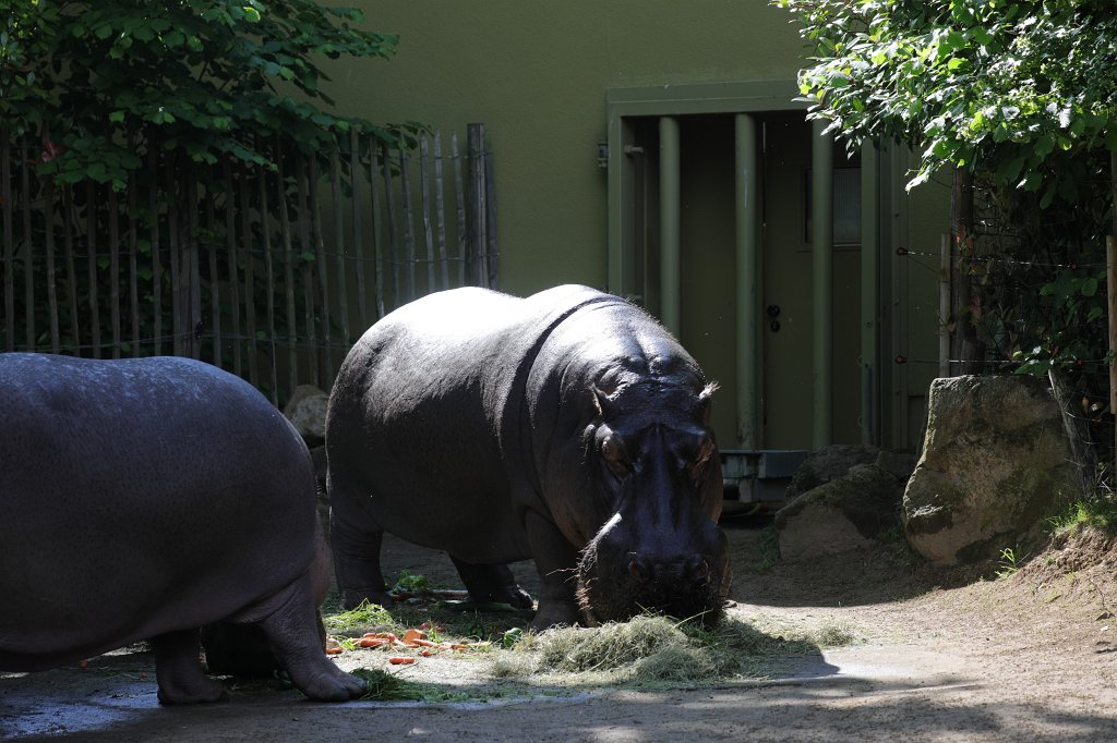 574B4435.JPG -  Hippopotamus  ( Flusspferd )