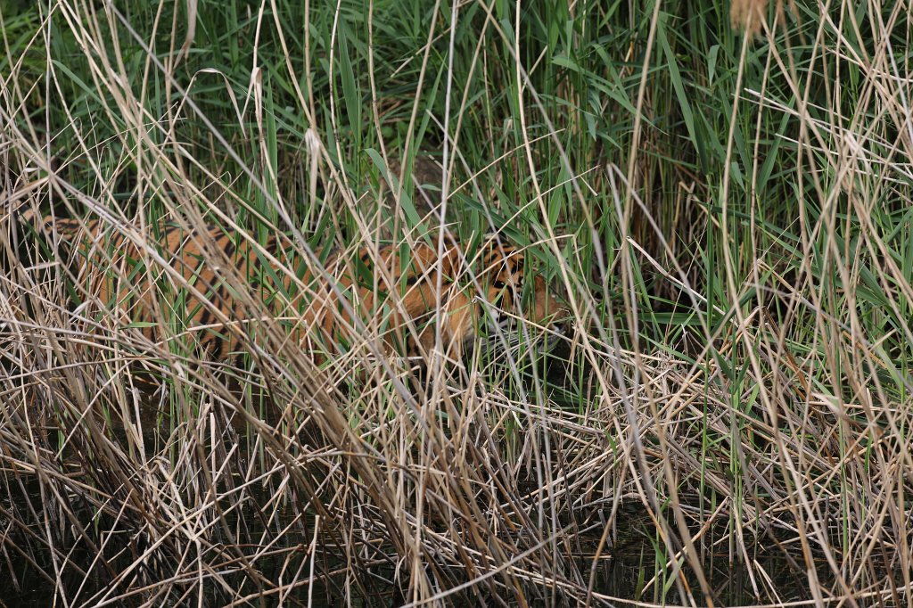 574B3486.JPG -  Sumatran tiger  ( Sumatra-Tiger )