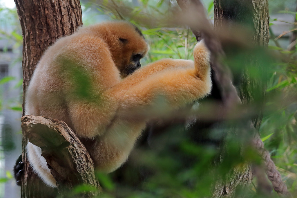 574B3503_c.jpg -  Northern white-cheeked gibbon  ( Nördlicher Weißwangen-Schopfgibbon )