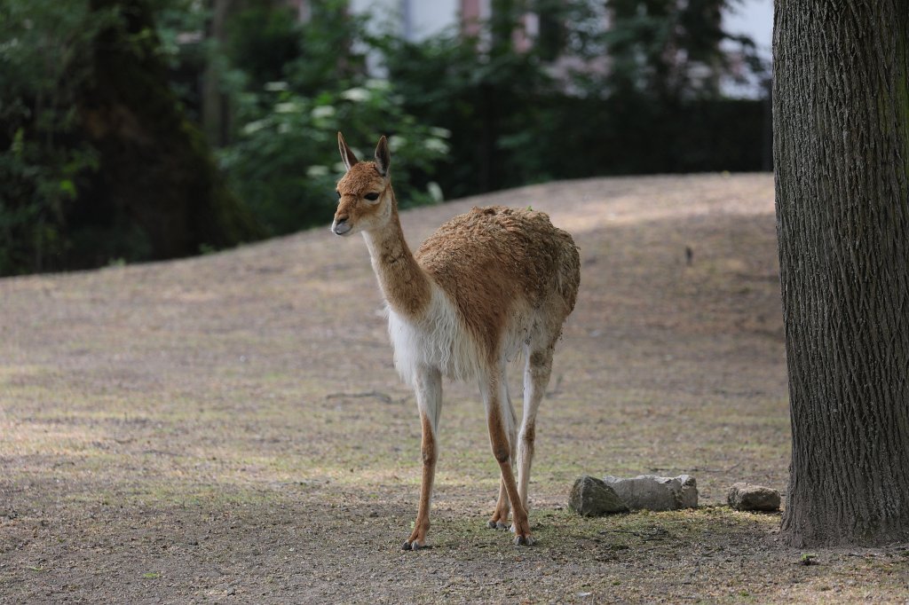 574B3521.JPG -  Vicuña  ( Vikunja )