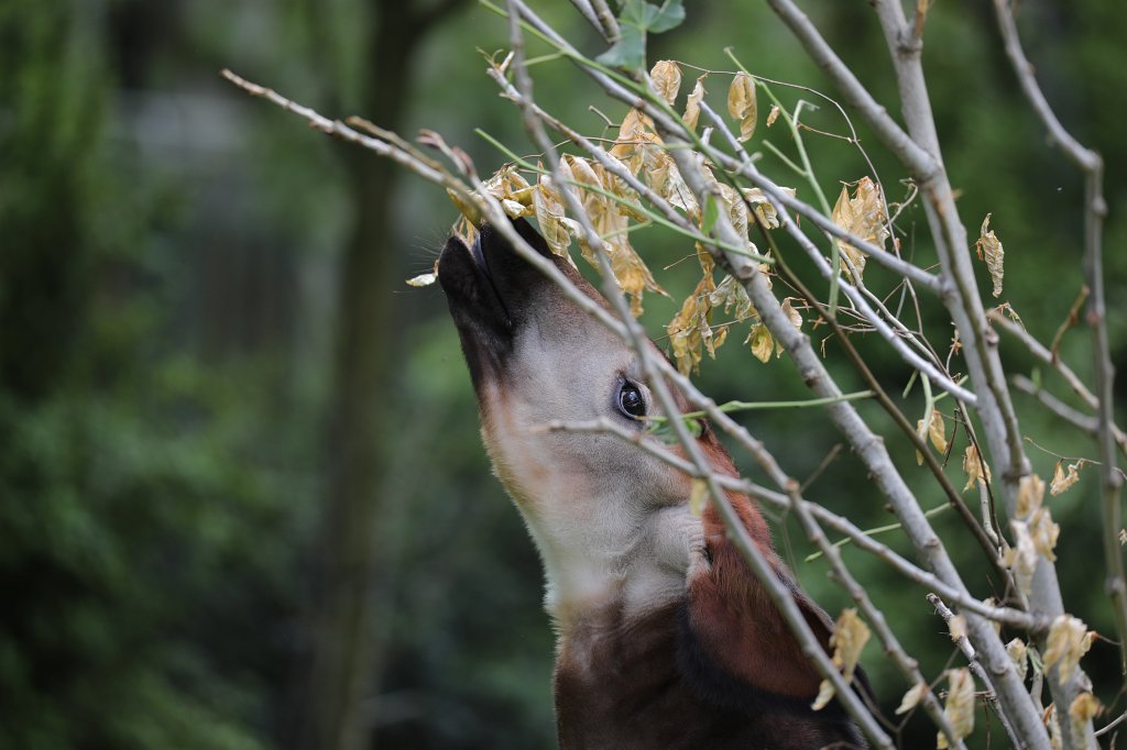 574B3563.JPG -  Forest giraffe  ( Okapi )