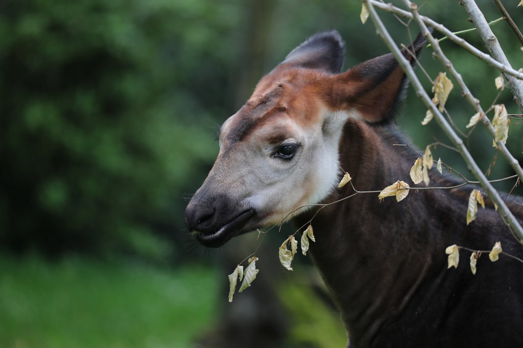574B3565.JPG -  Forest giraffe  ( Okapi )