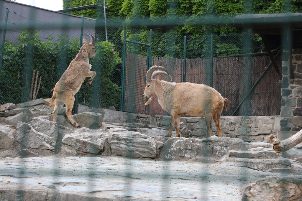 574B3597.JPG -  West Caucasian tur  ( Westkaukasischer Tur )