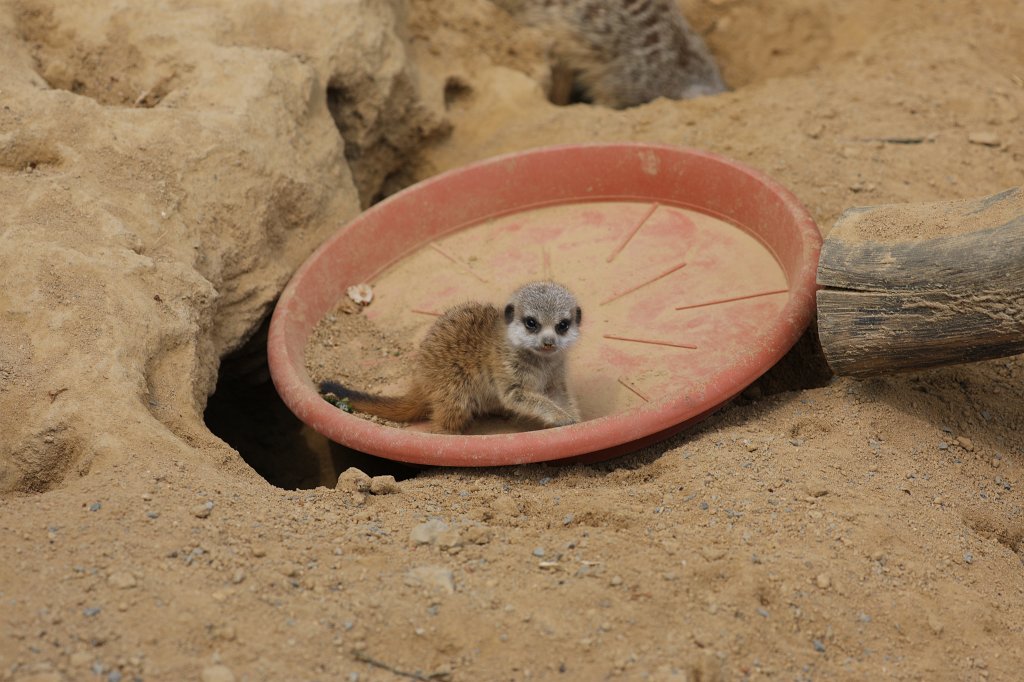 574B3609.JPG -  Meerkat  ( Erdmännchen )