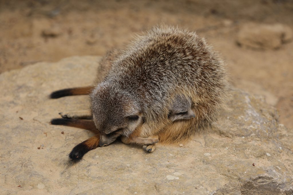 574B3614.JPG -  Meerkat  ( Erdmännchen )