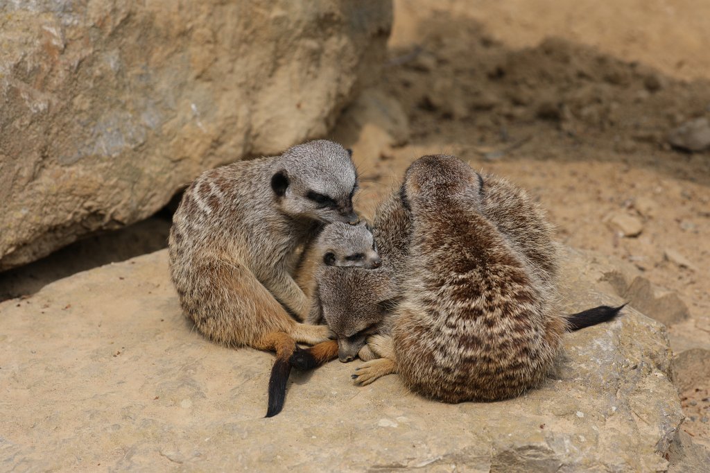 574B3621.JPG -  Meerkat  ( Erdmännchen )