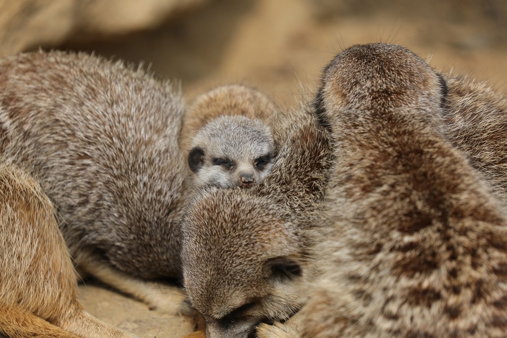 574B3624.JPG -  Meerkat  ( Erdmännchen )