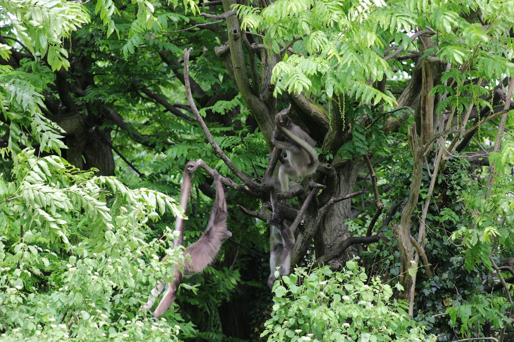 574B3639.JPG -  White-bellied spider monkey  ( Weißstirnklammeraffe )