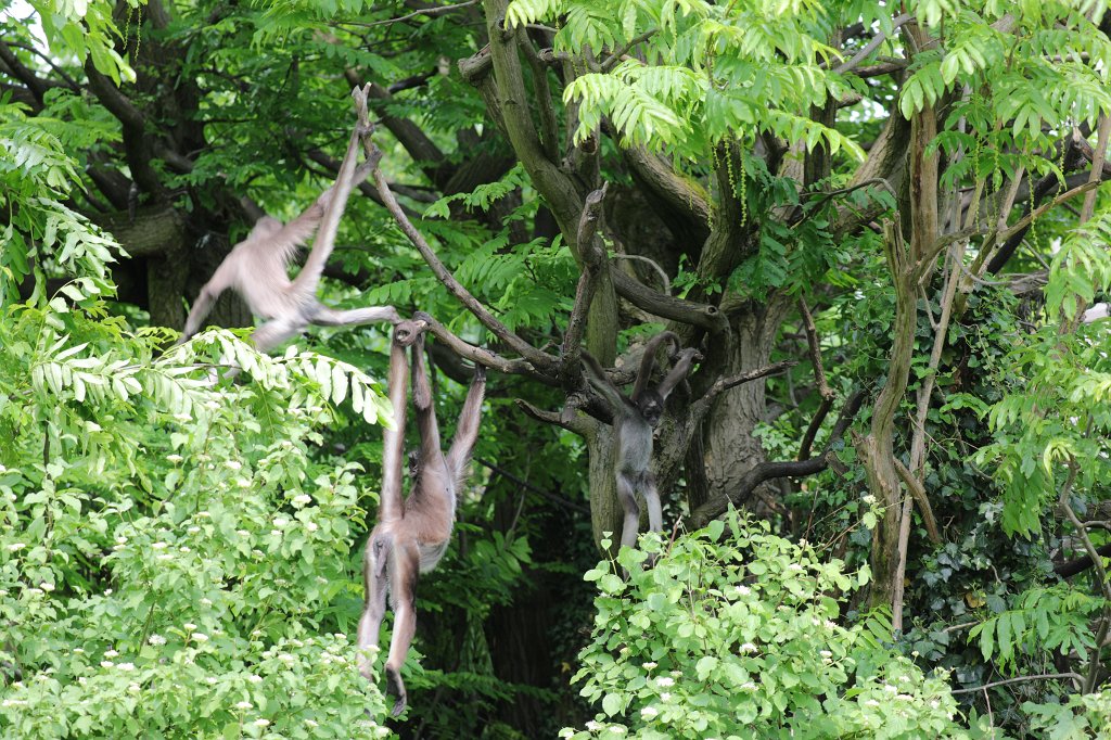 574B3640.JPG -  White-bellied spider monkey  ( Weißstirnklammeraffe )