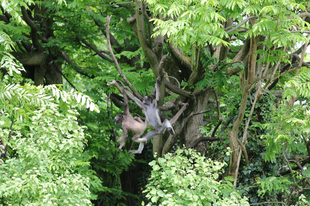 574B3643.JPG -  White-bellied spider monkey  ( Weißstirnklammeraffe )