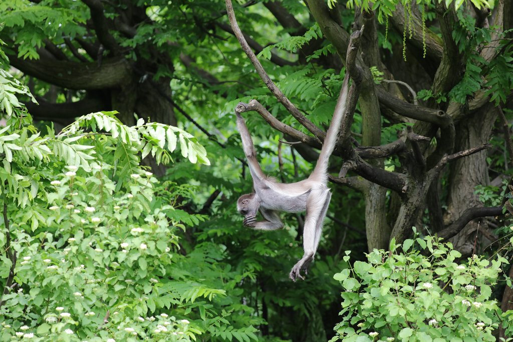 574B3655.JPG -  White-bellied spider monkey  ( Weißstirnklammeraffe )