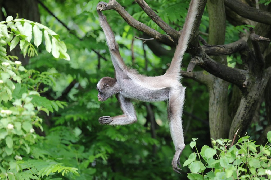 574B3656.JPG -  White-bellied spider monkey  ( Weißstirnklammeraffe )