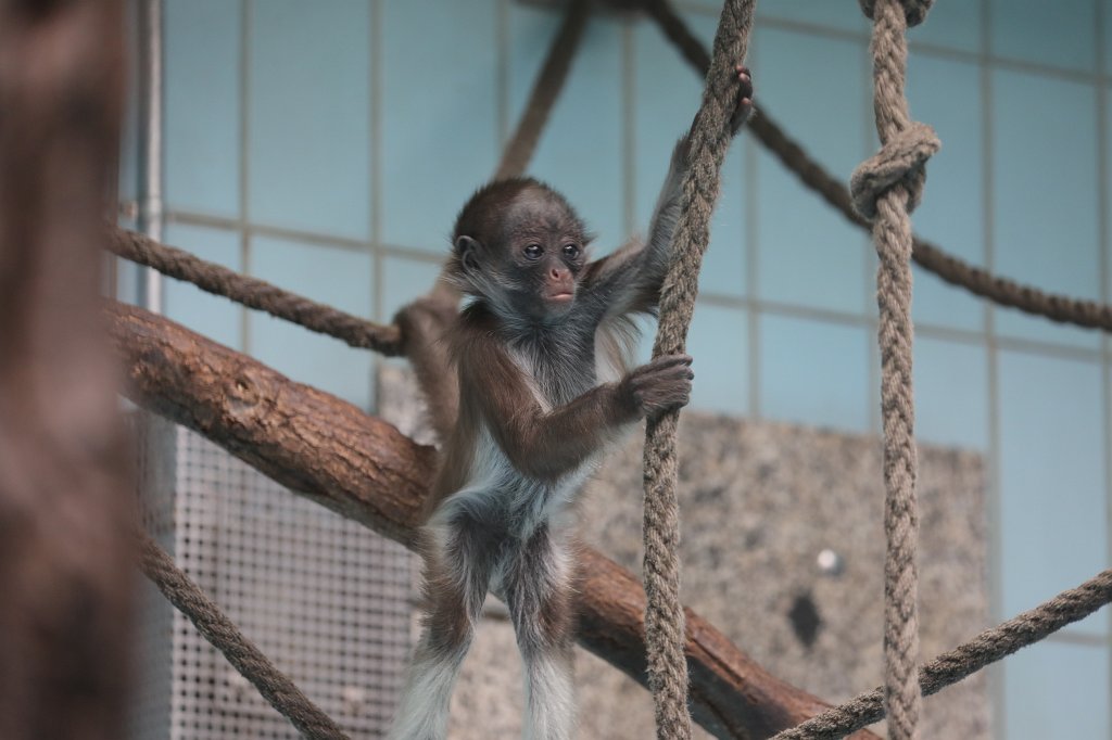 574B3674.JPG -  White-bellied spider monkey  ( Weißstirnklammeraffe )
