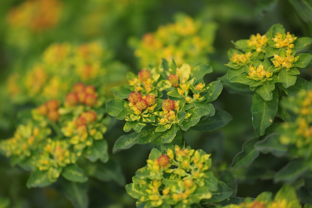 574B3682.JPG - Flower